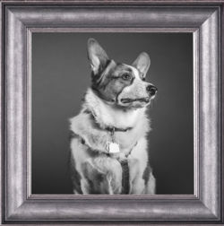 dog, framed