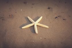 starfish
